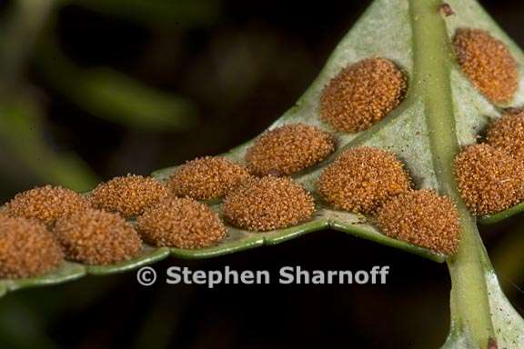 polypodium scouleri 3 graphic